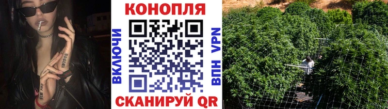 Конопля OG Kush  Купить где  Чекалин 